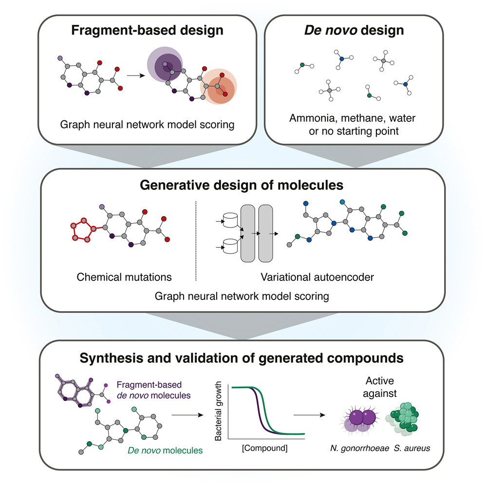 EricTopol's tweet image. An important application of generative A.I. is facilitating discovery to override antimicrobial resistance with newly designed antibiotics, as  demonstrated here for in vivo effectiveness vs S. aureus and N. gonorrhoeae
@MIT @broadinstitute @wyssinstitute @MITdeptofBE…