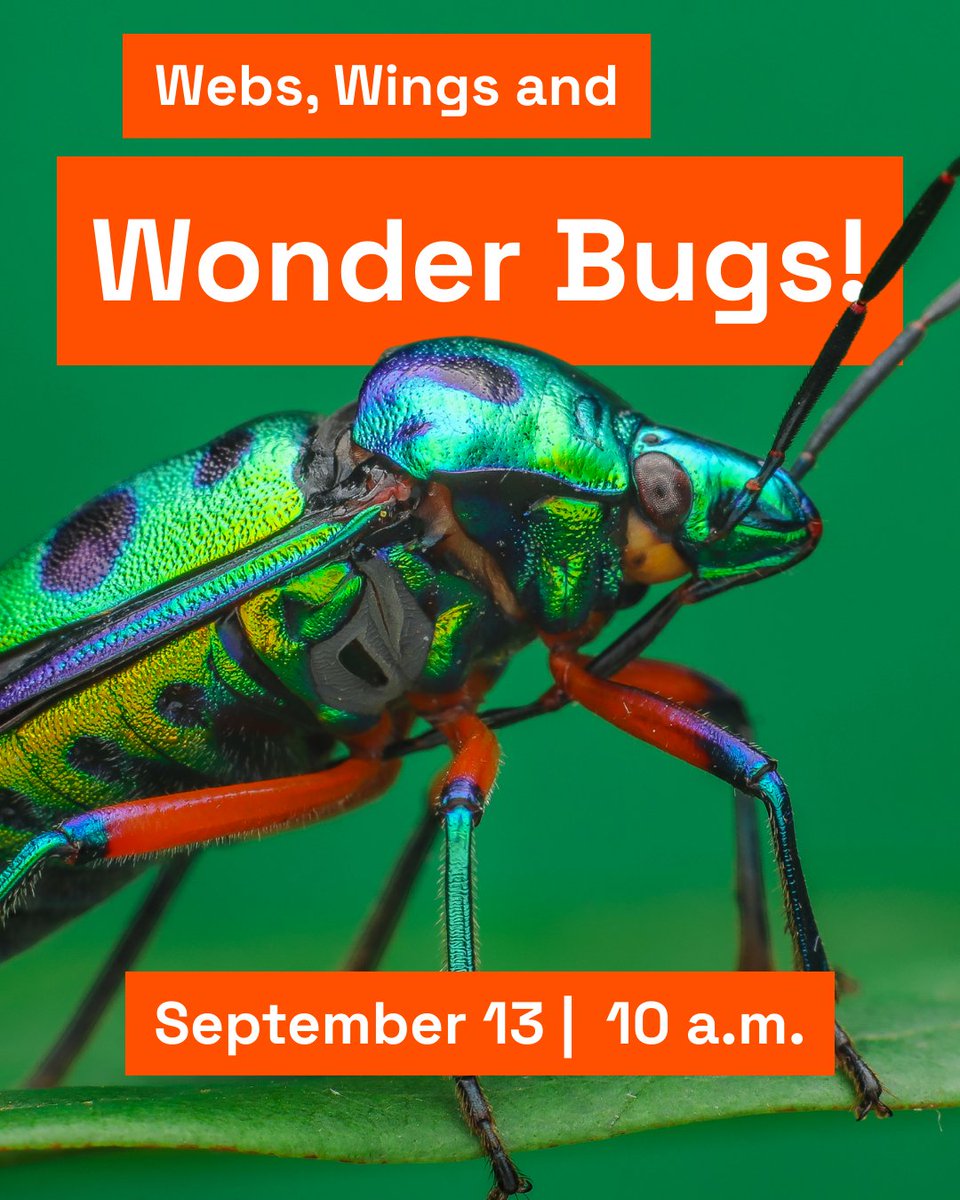 🐞 Discover the amazing world of spiders and insects on Sep 13 in Webs, Wings and Wonder Bugs!

🦋 Meet local entomologists and the bugs they study!

🐛 Learn about crawling critters’ incredible skills like web-spinning and wall-climbing!

🐝 More info: msichicago.org/explore/whats-…