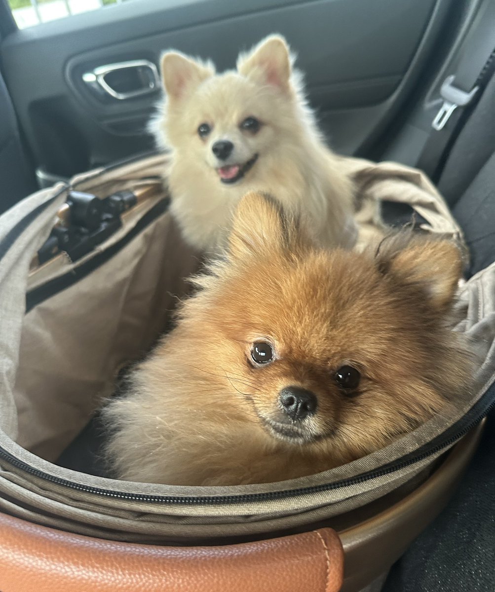 mirumo__pon's tweet photo. ←ドッグランへ向かう犬

ドッグランから帰る犬→ https://t.co/tu5D0pUaZG