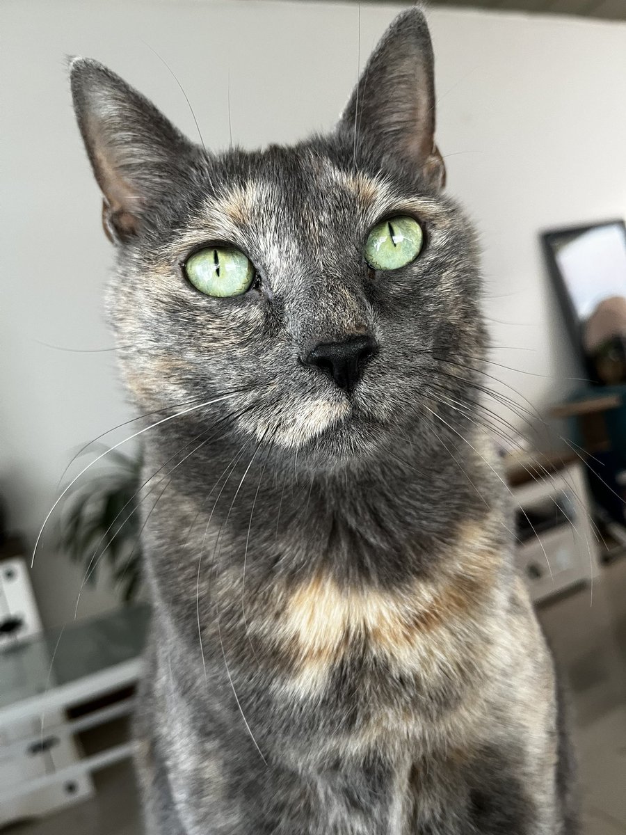 CeciAnc's tweet photo. @HistGatunas Alma, mi gran amor gatuno, la gatita mas hermosa, tierna y mimosa del Universo ✨ https://t.co/bH5bryzXY9