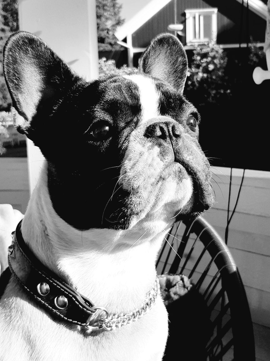 trekommafem's tweet photo. ❤️ ~ Boris ~ ❤️
    2018-2025 https://t.co/dGlGazKMEv