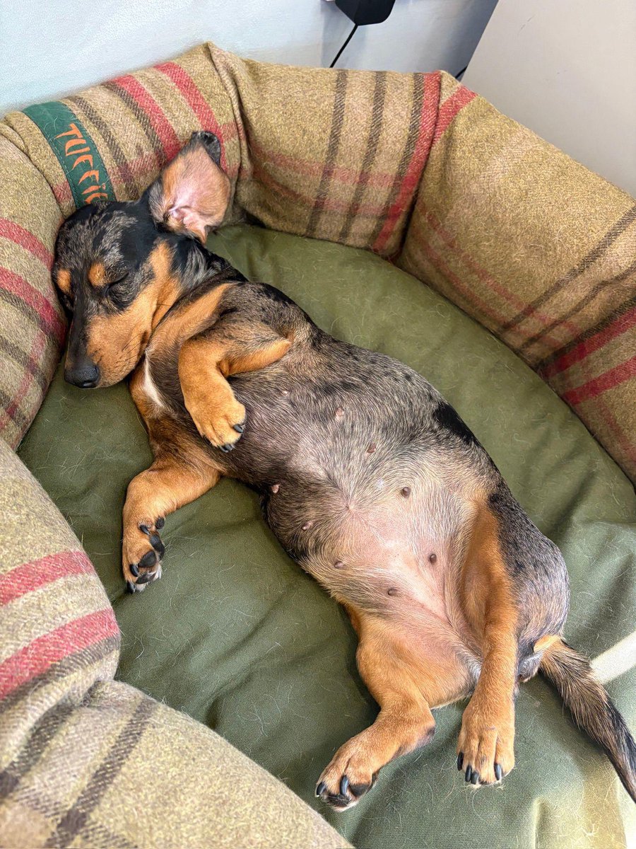st4_good's tweet image. Here at ST4G…

“Jess showing us how to really nail that lazy day vibe” 💤🐾

#jess #petsatwork #itsadogslife #st4g #relax