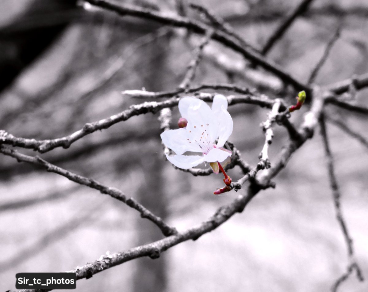 Photos taken @ness_gardens #naturephotography #plantphotography🌱 #sceneryphotography