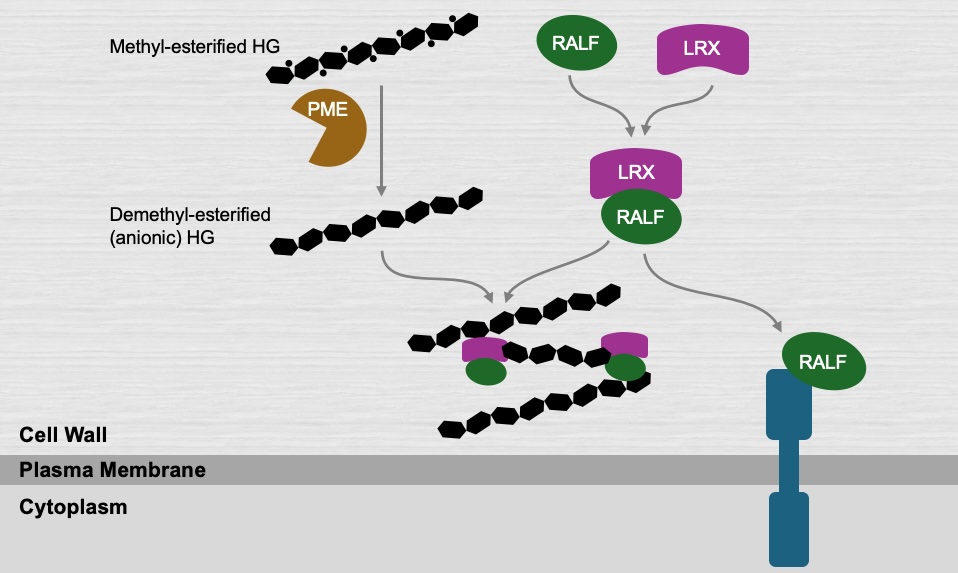 Geitmann Lab (@geitmannlab) on Twitter photo The maintenance of plant cell wall integrity involves complex molecular interactions. In this review, <a href="/preet_mutant/">Preet Manchanda</a> summarizes the pivotal roles of RALF, LRX, and FERONIA as well as their interactions in different cell and tissue systems.
sciencedirect.com/science/articl⦠The maintenance of plant cell wall integrity involves complex molecular interactions. In this review, <a href="/preet_mutant/">Preet Manchanda</a> summarizes the pivotal roles of RALF, LRX, and FERONIA as well as their interactions in different cell and tissue systems.
sciencedirect.com/science/articlā¦