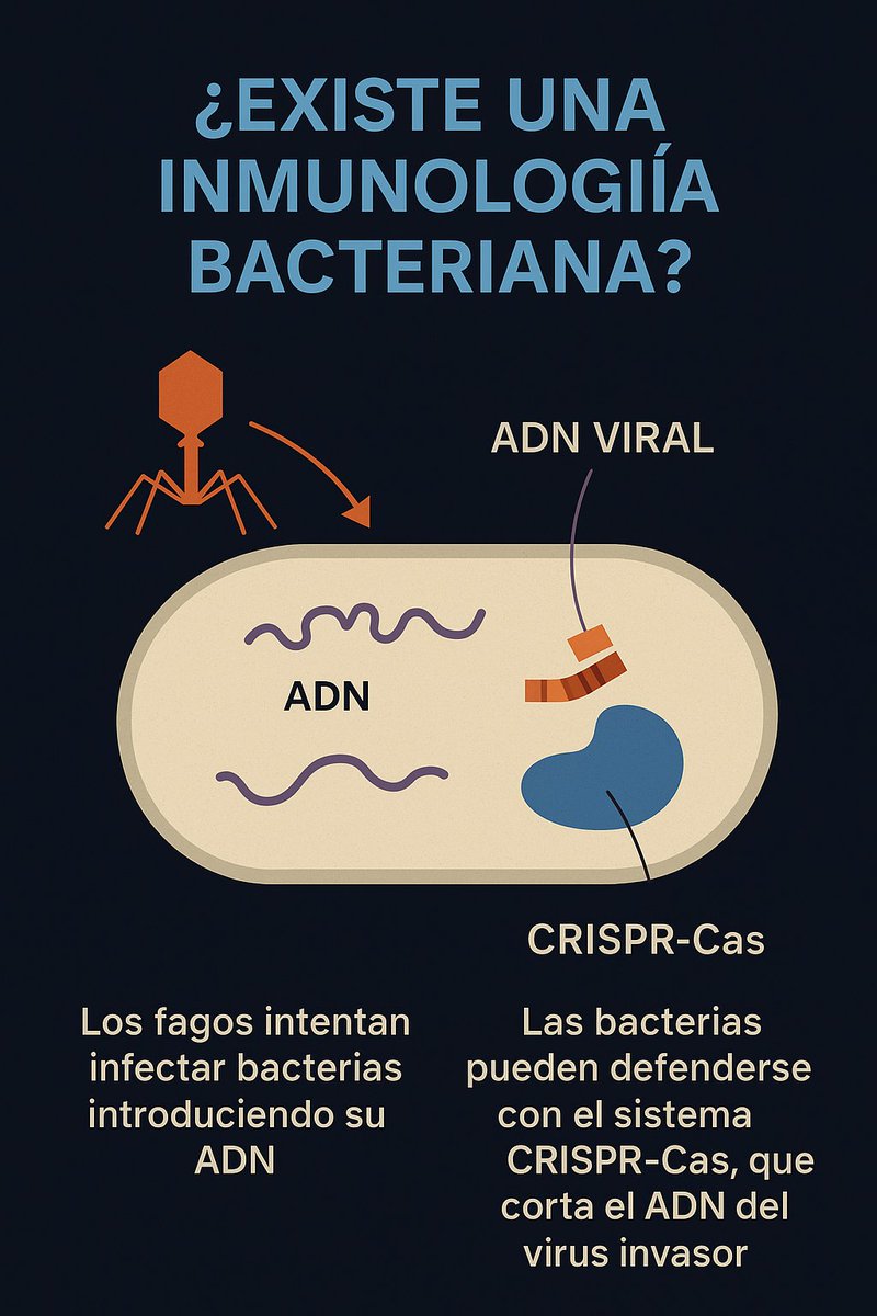 Podemos hablar de una Inmunología microbiana? 
Las bacterias están constantemente bajo ataque de virus (fagos). Su sistema de defensa + famoso es CRISPR: una especie de “memoria genética” q guarda fragmentos de ADN viral y los usa para reconocer y destruir al invasor en el futuro