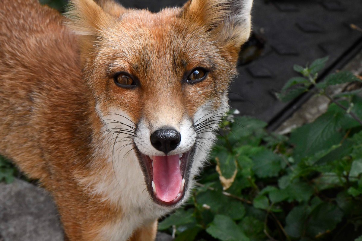 David Element tweet media