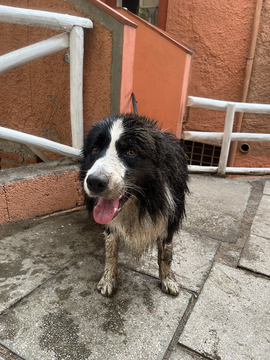 Qualcuno cerca un cucciolone di 30 kg?
Si affida così: visto, infangato e piaciuto.
#Pepper