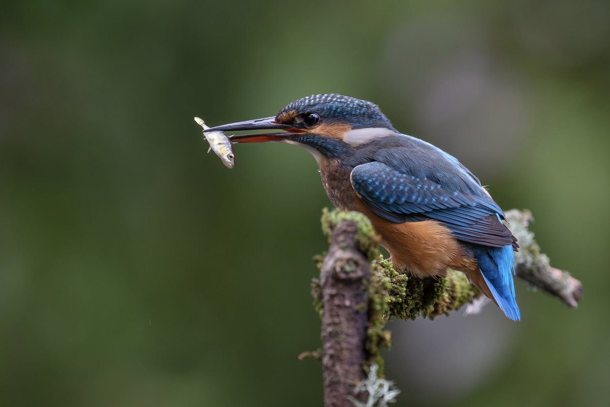 A stunning female Kingfisher at Pendle Water, Lancashire.