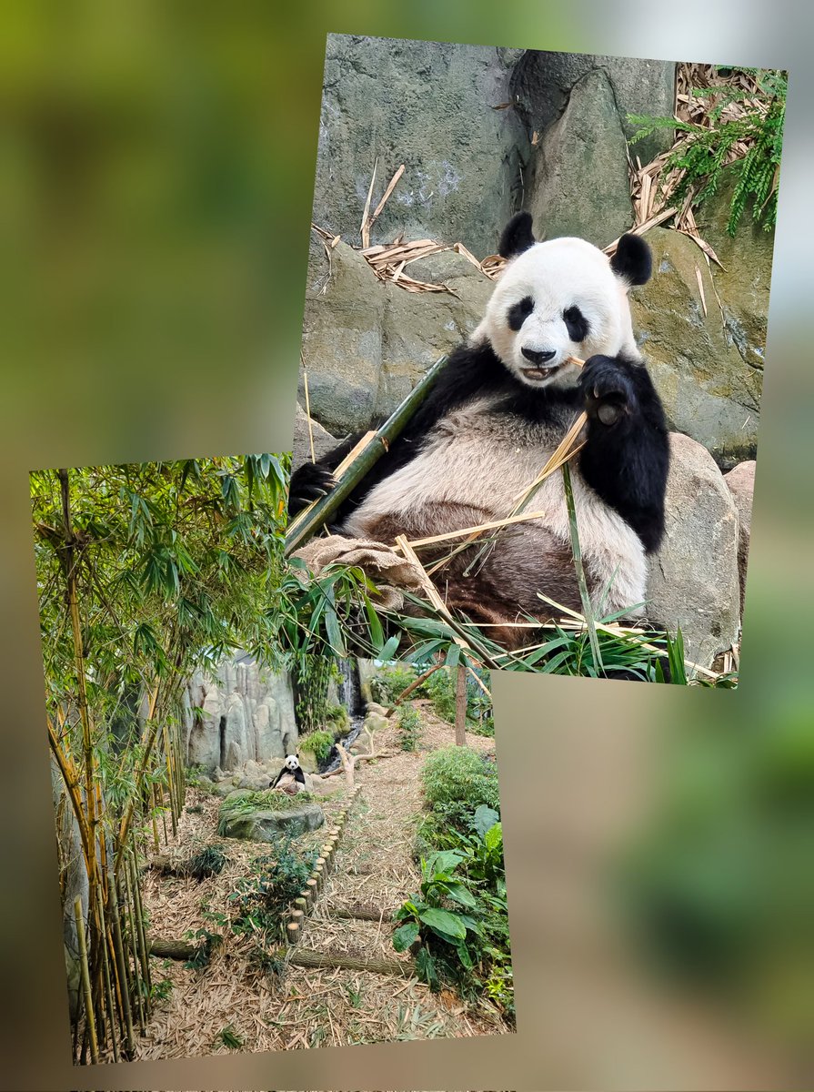 captainlynnnn's tweet photo. PANDA CHEWING BAMBOO 🐼 (Galaxy S25 Ultra 5G)

#SMID #MyGalaxyLens #S25Edge https://t.co/QlwBjE1XpH