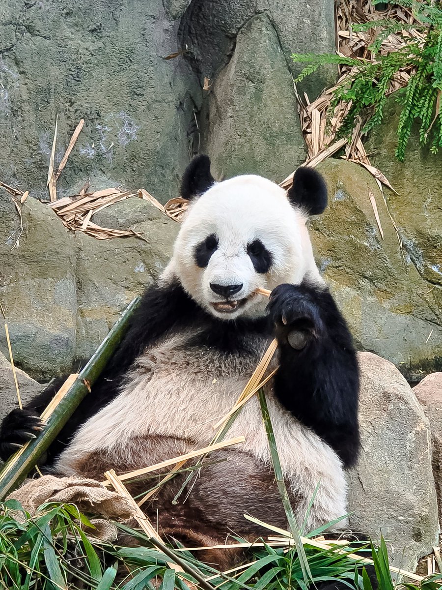 captainlynnnn's tweet photo. PANDA CHEWING BAMBOO 🐼 (Galaxy S25 Ultra 5G)

#SMID #MyGalaxyLens #S25Edge https://t.co/QlwBjE1XpH