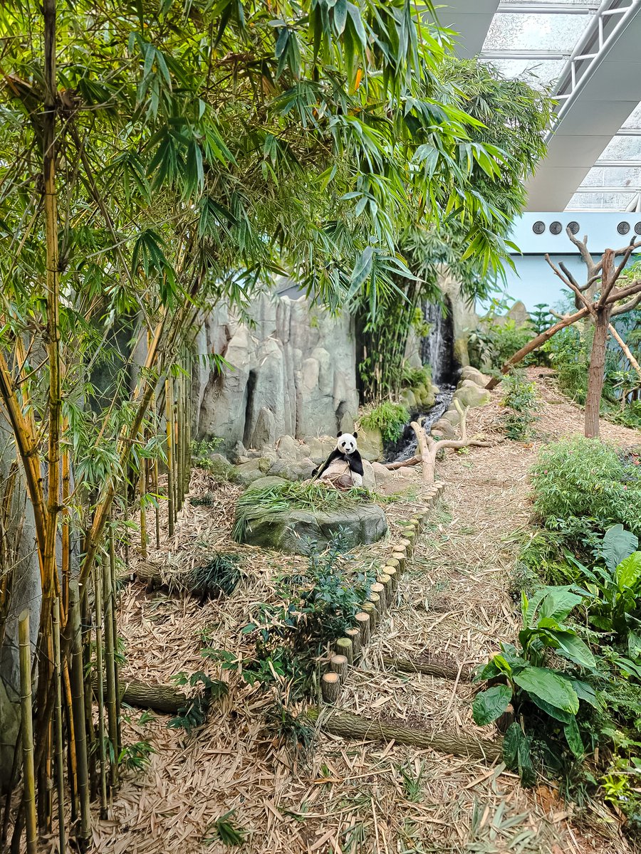 captainlynnnn's tweet photo. PANDA CHEWING BAMBOO 🐼 (Galaxy S25 Ultra 5G)

#SMID #MyGalaxyLens #S25Edge https://t.co/QlwBjE1XpH