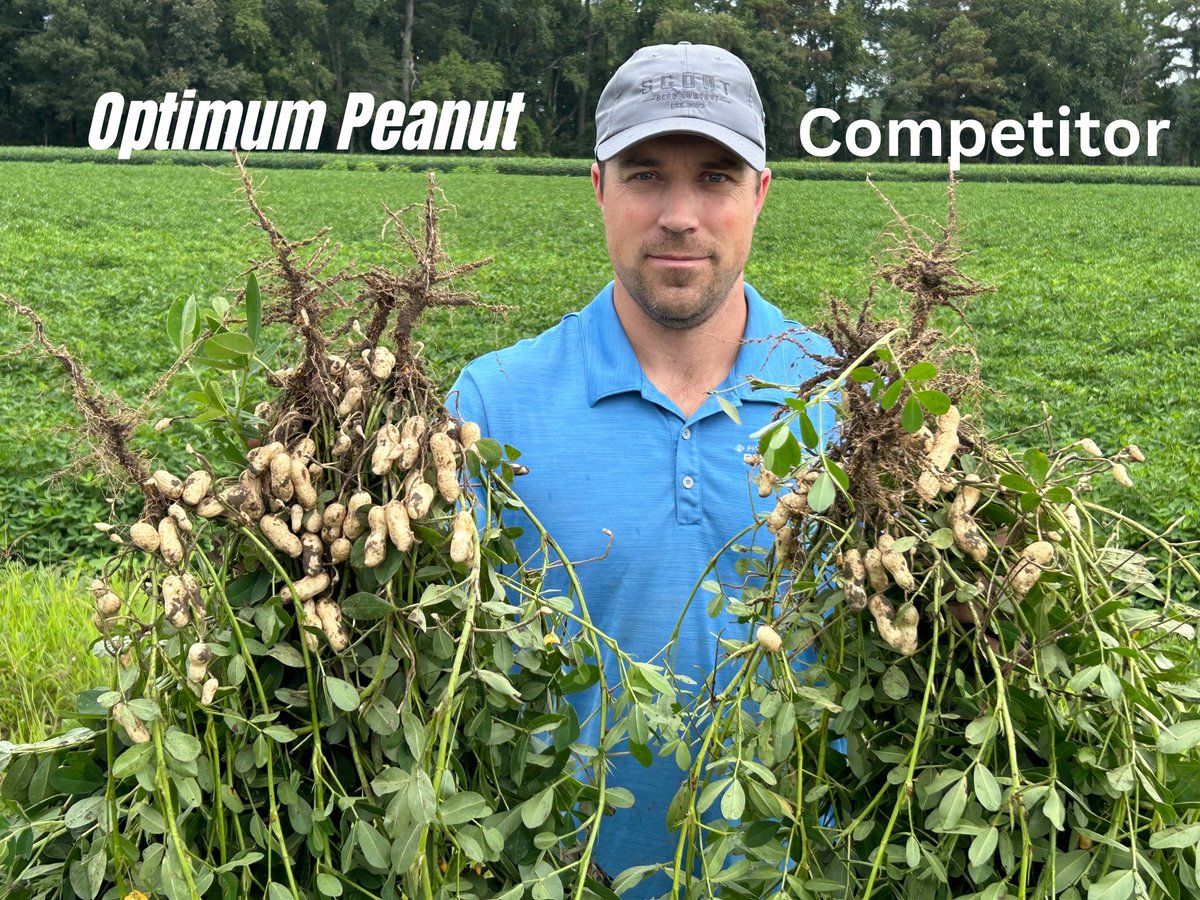 Cade from <a href="/scoutseedco/">scoutseed</a> tested Optimum Peanut in Tarboro, NC &amp; the results speak for themselves. 🌱 More pods, healthier plants, stronger roots vs. the competitor. Bigger yields start with Optimum Peanut. Visit terramaxag.com/peanut-inocula… to learn more.
