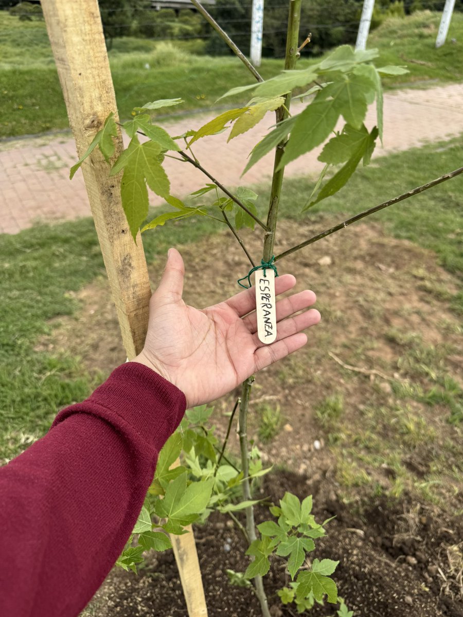 lbrayan18's tweet photo. Quien siembra un árbol, siembra esperanza… https://t.co/0c41mJ8dtF