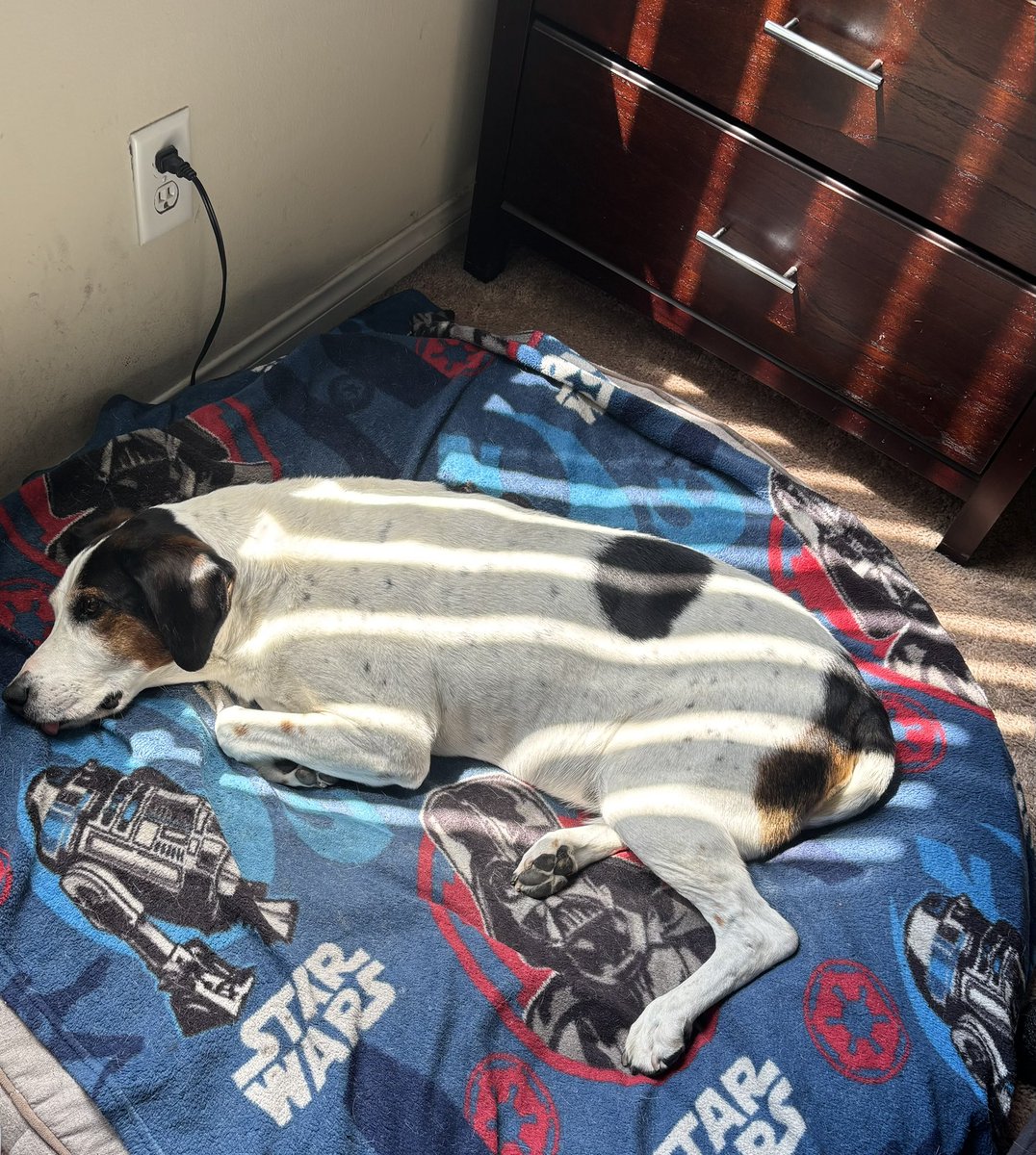 I am a sun striped Dude!! 🐶☀️😎#SunStripedDude