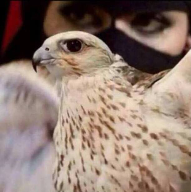 كن رسمة حواجبها مع النظرة 
محوال شيهانة من وكرها العالي
.

.

.

.

.

.

.