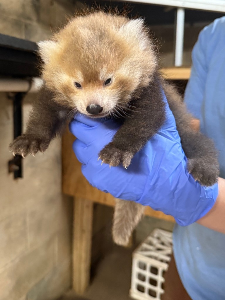 potterparkzoo's tweet photo. Paw-sitively adorable news! 🐾
Red panda Maliha welcomed a cub on July 5! ❤️ This little cutie is healthy &amp; bonding off-exhibit with mom, while dad Deagan-Reid is on view.
Follow for updates—plus gender &amp; name reveal, and debut!
https://t.co/rDhd9WT4qp
#RedPandaCub #PotterParkZoo https://t.co/PmuLiX7U8v