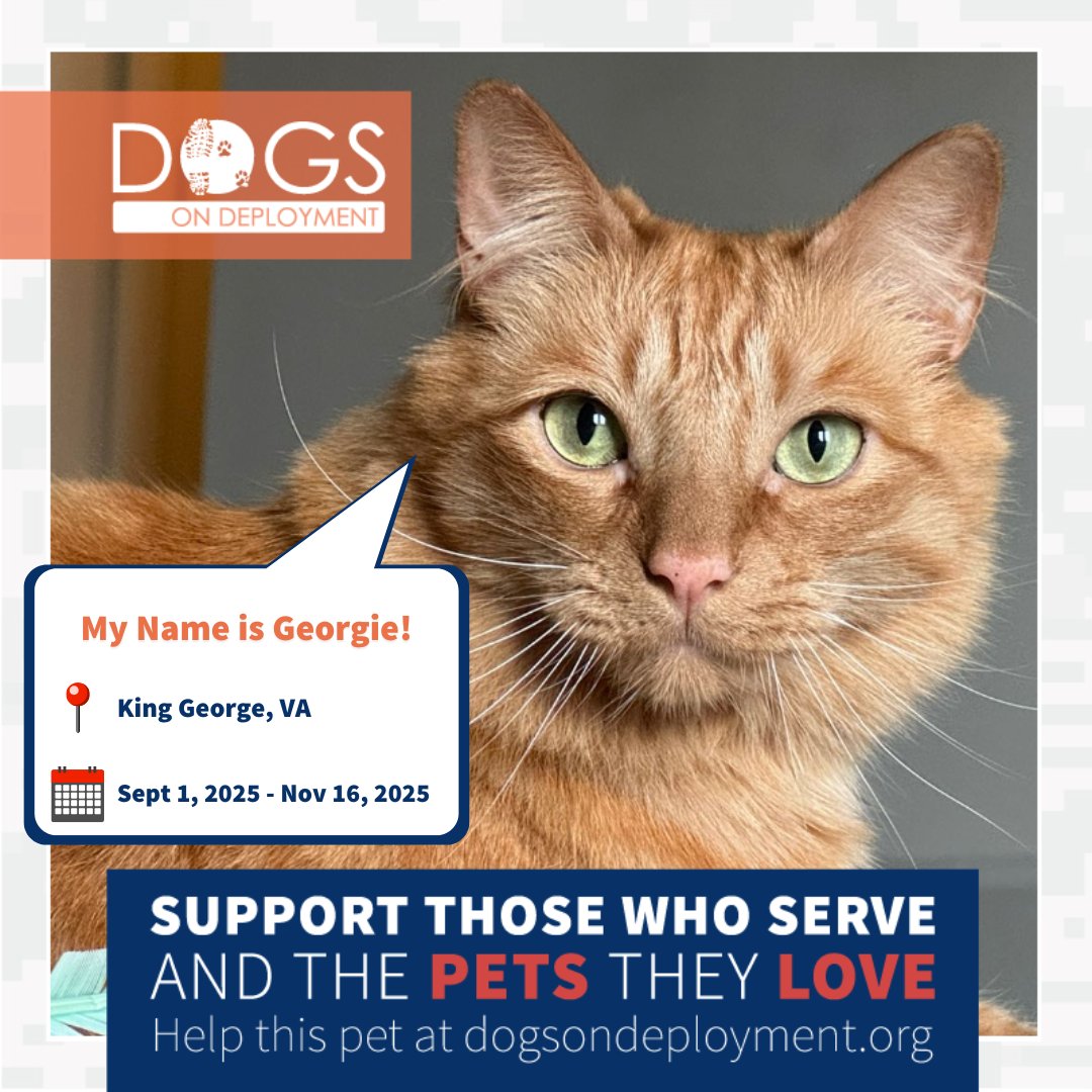 DogsonDeploymnt's tweet photo. These military pets need DoD Boarders!
Pippin: https://t.co/RIvRRv2n1k
Luke: https://t.co/mupWk6uxkG
Georgie & Azi: https://t.co/x7Azb7p9Zp
Tucker: https://t.co/XM0z5YXP4L
(Must be registered as a DoD Boarder and logged on to view all info)
#DogsonDeployment #DoDMission https://t.co/67x3sQbHWw