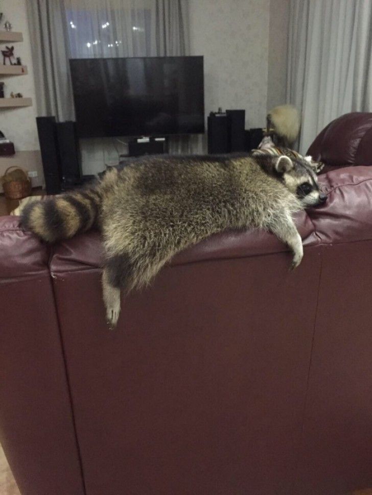 contextraccoons's tweet image. 