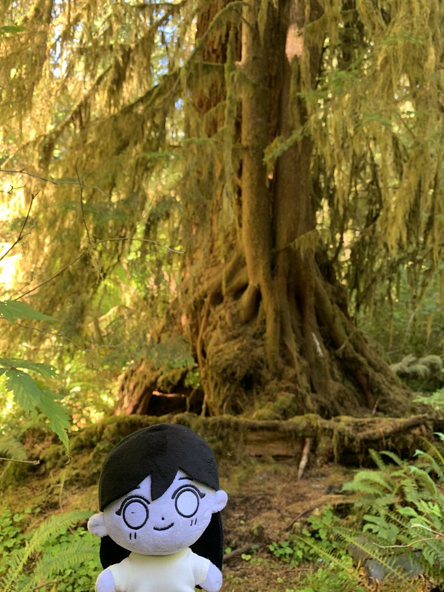 alone and exploring a rainforest. the world is a beautiful place