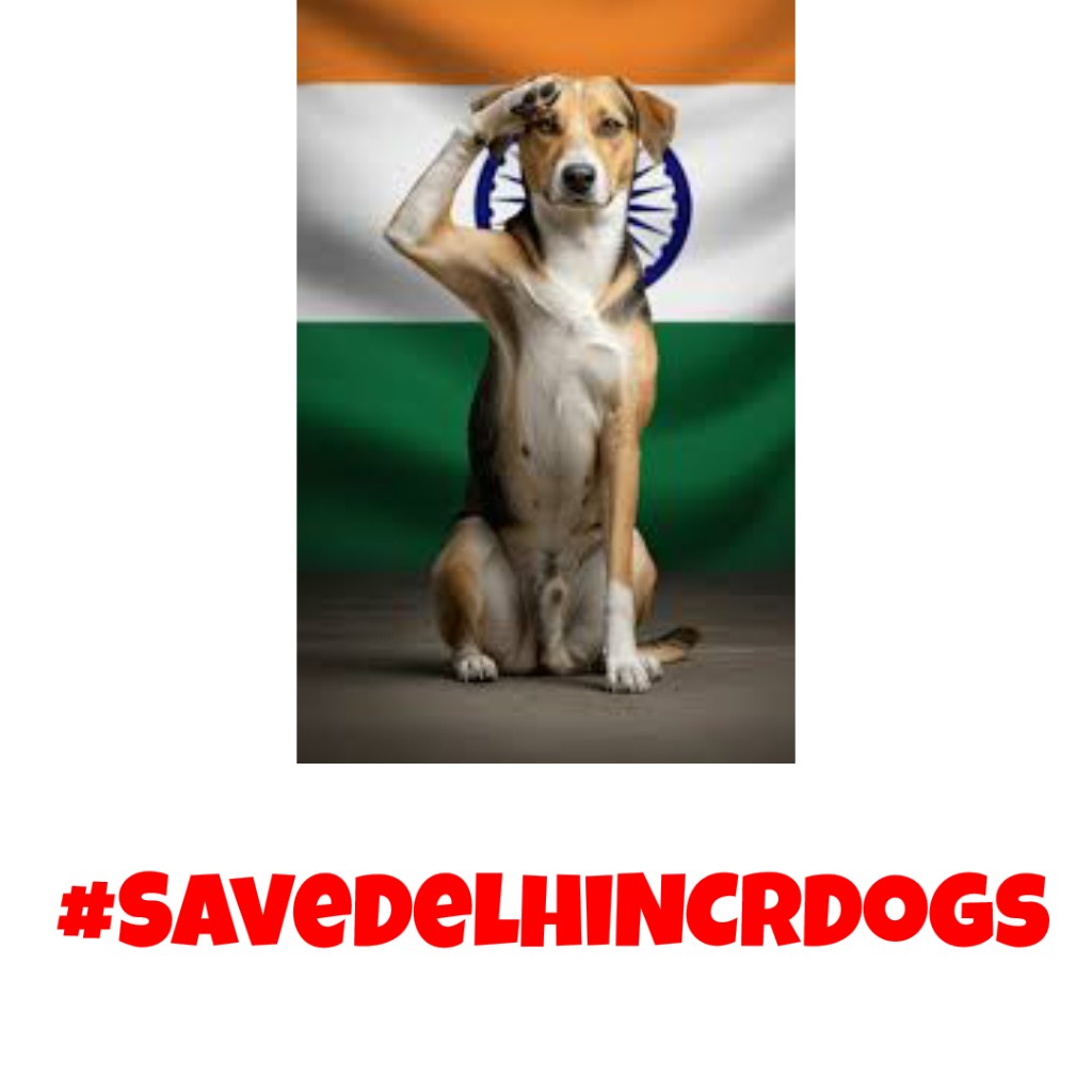 hsingh21's tweet image. #savedelhincrdogs2025