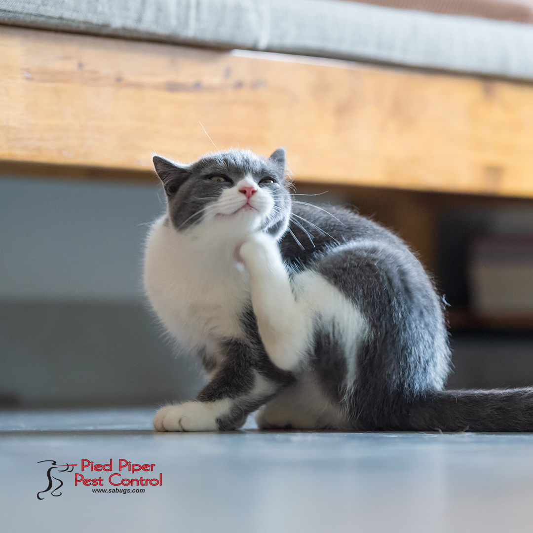 sabugs1's tweet image. Does your pet have fleas? You may have a flea infestation in or near your home.

Please call us today at (210) 702-2060 to schedule your inspection.

monkeylink.co/f7dbef
#PiedPiperPestControl #PestControlServices #AffordablePestControlService