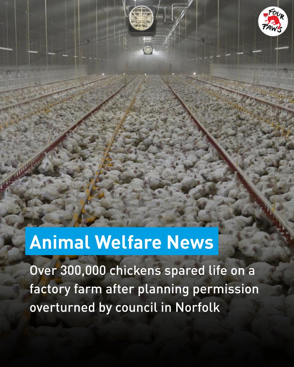 Huge news!
Planning permission for a huge factory farm in Norfolk set to house over 300,000 chickens, has been overturned.

This win is thanks to the amazing Coalition Against Factory Farming who raised concerns over the lack of animal welfare and public consultation.