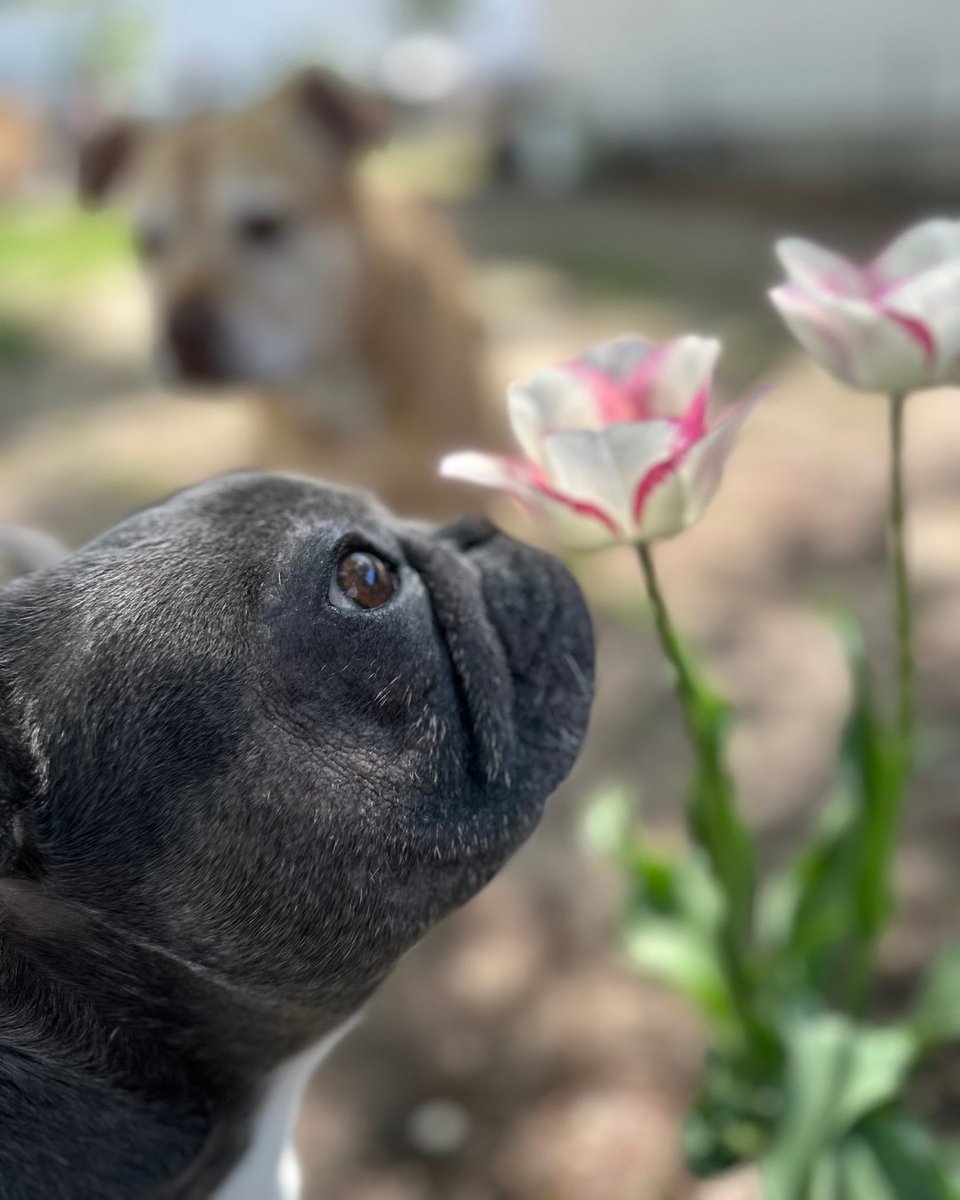RivFreeLibrary's tweet image. 🐾 RFL Staff Dog Spotlight: Meet Ellie! She’s small but mighty, loves ice cubes, sunbathing, and her avocado plush. 

📸 Photo by Kaylee (Patron Services)

⁠Submit your pup — link in bio! 🐶

#RiverheadFreeLibrary #NationalDogMonth
