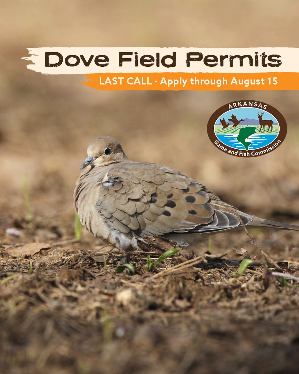 Arkansas Game and Fish Commission (@argameandfish) on Twitter photo The permit application period for dove season ends soon. 
See full details: bit.ly/4mgOgac The permit application period for dove season ends soon. 
See full details: bit.ly/4mgOgac