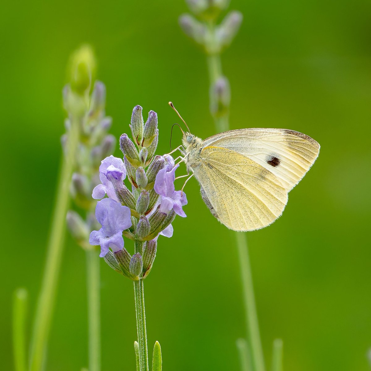 Small White on lavender

2025/08/14