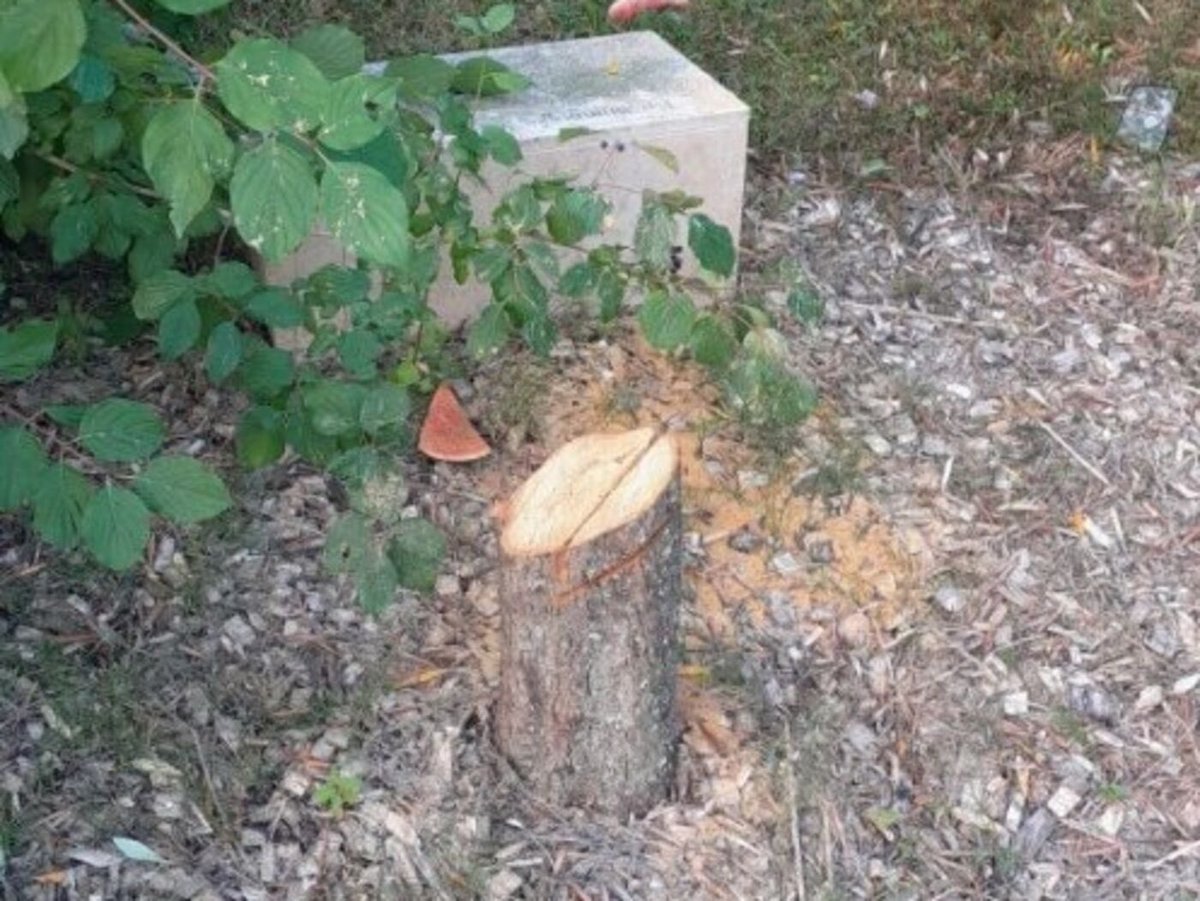 🚨L’olivier planté en hommage à Ilan Halimi, supplicié par le « Gang des Barbares » a été tronçonné. Elle est pour quand la réaction de la France? Cette immense manifestation à république?