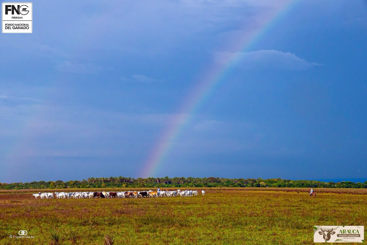 Pasión Ganadera-PLARAUCA (@plarauca) on Twitter photo Donde el ganado camina libre y el sol nutre la tierra, nace la ganadería sostenible. <a href="/Fedegan/">FEDEGAN</a> <a href="/PL_TAME/">Tame Pasión Ganadera</a> <a href="/ubate_pl/">PL Ubaté</a> <a href="/PlSaravena/">Proyecto Local Saravena, pasión ganadera</a> <a href="/jflafaurie/">José Félix Lafaurie</a> <a href="/PLCaucasiagan/">CAUCASIA PASION GANADERA</a> #Ganaderia Donde el ganado camina libre y el sol nutre la tierra, nace la ganadería sostenible. <a href="/Fedegan/">FEDEGAN</a> <a href="/PL_TAME/">Tame Pasión Ganadera</a> <a href="/ubate_pl/">PL Ubaté</a> <a href="/PlSaravena/">Proyecto Local Saravena, pasión ganadera</a> <a href="/jflafaurie/">José Félix Lafaurie</a> <a href="/PLCaucasiagan/">CAUCASIA PASION GANADERA</a> #Ganaderia