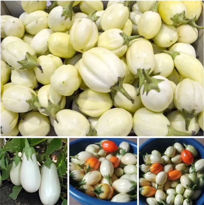 socooapirdc's tweet photo. Dans le cadre de l'autonomisation des jeunes et femmes, la SOCOOAPI-CA fait ça première récolte des aubergines blancs dans le territoire d'idjwi. Ça répond au besoin de la communauté sur la production et consommation locale pendant cette période de guerres en répétition. https://t.co/VOUnGaoyCX