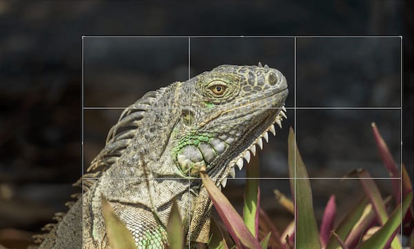 NovakAdventures's tweet image. Travel Photo Tips
Rule of Thirds
Mentally divide your photo into 9 equal parts. Place your subject off-center on one of the intersecting lines. It instantly makes your images more dynamic and visually interesting.
#RuleOfThirds #BalancedShots #VisualFlow #TravelPhotoTips