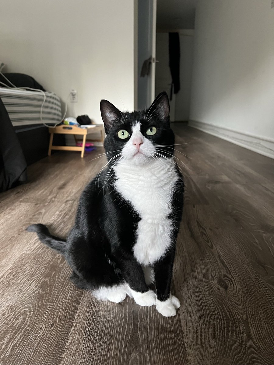 Stop scrolling and wish Mia a happy 6th birthday right meow