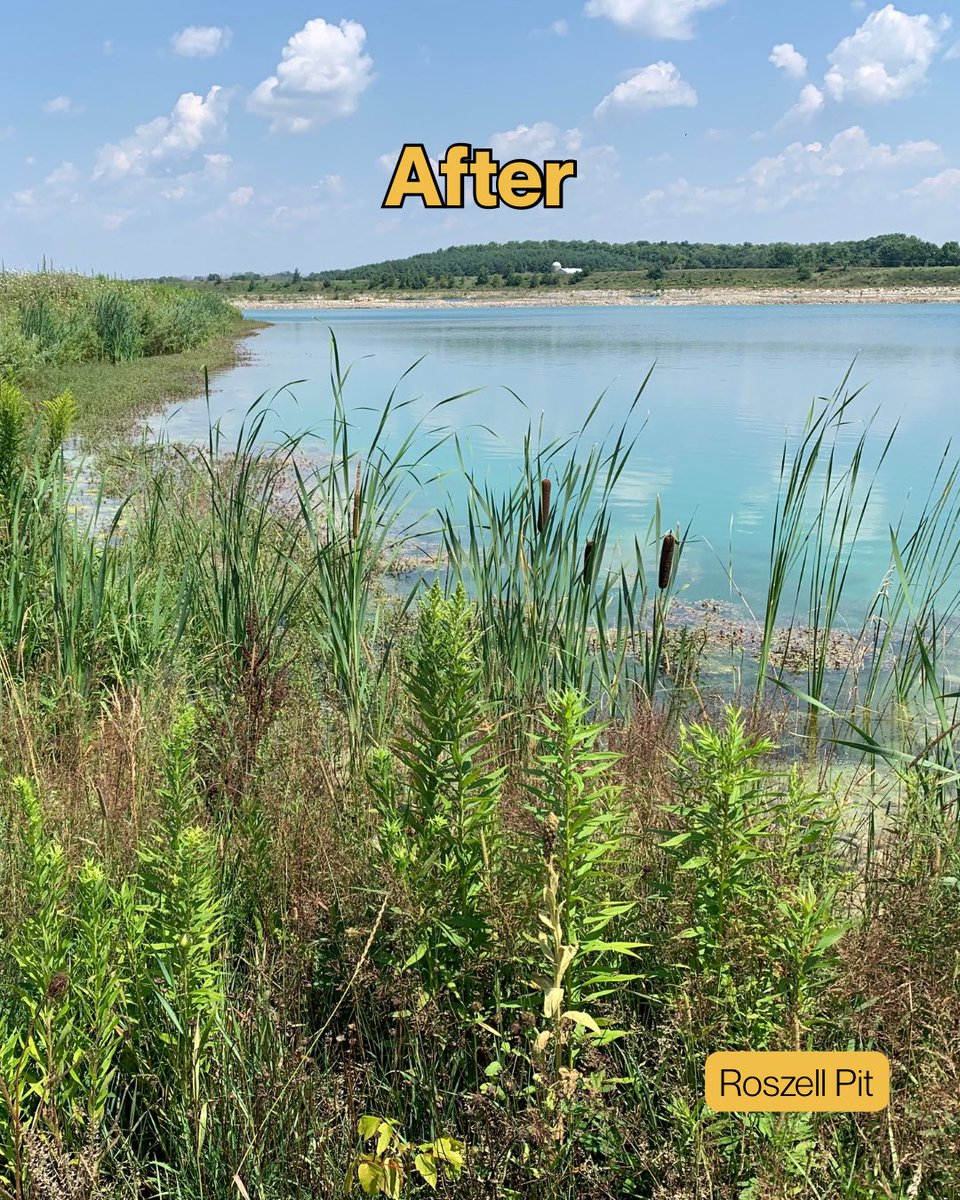 At the Roszell Pit, we restored the shoreline to strengthen the banks, improve water quality, while creating habitat for fish &amp; birds. 🌊
Native plants now line the edge, filtering runoff &amp; protecting the ecosystem. 🐟
#ShorelineRehabilitation #RoszellPit #HabitatCare #Community
