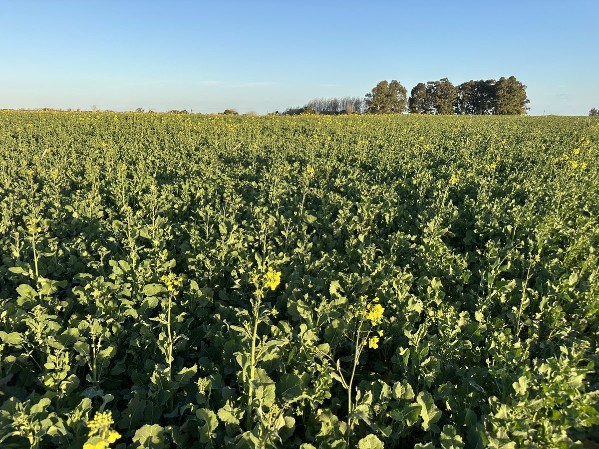 Greising y Elizarzú tweet media