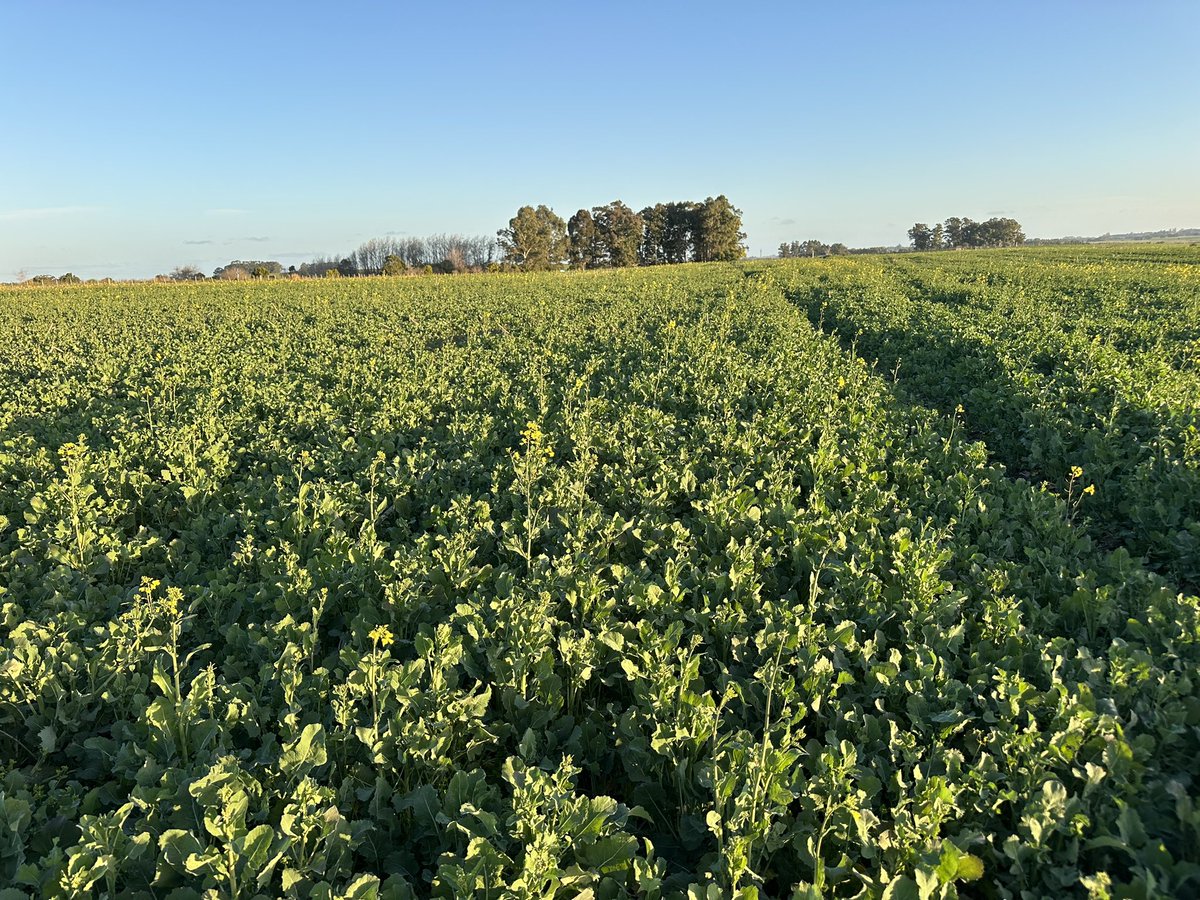 Greising y Elizarzú tweet media