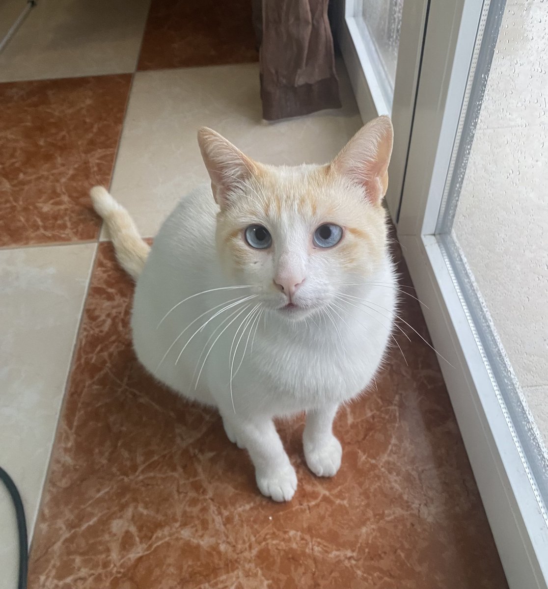 lalusssii's tweet photo. @mriyarine Pensaba que era mi gato https://t.co/rPZF8Z4xvu