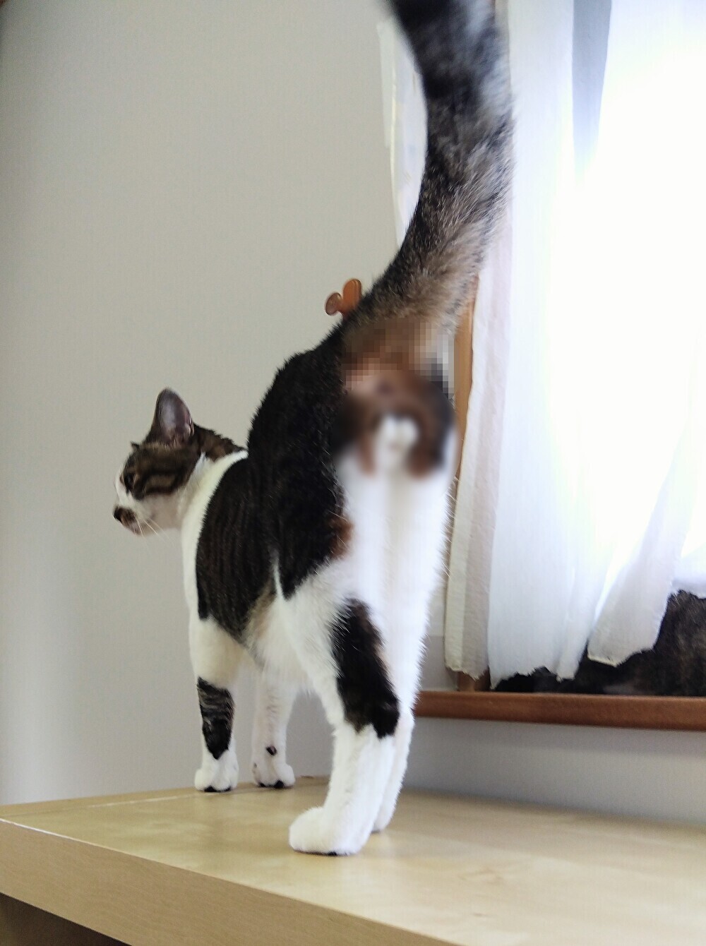 キラキラ⭐️　　ひょっこり猫 maxresdefault.jpg