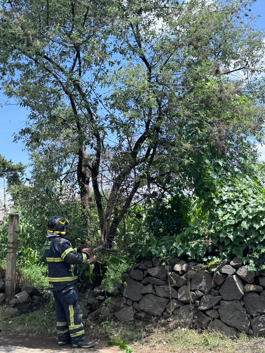 Bomberos Ciudad de México Oficial (@bomberos_cdmx) on Twitter photo <a href="/Alc_Iztapalapa/">Alcaldía Iztapalapa</a> <a href="/JefeVulcanoCova/">Jefe Vulcano Cova</a> Acudimos a retirar un árbol de aproximadamente 3 m de largo que se desprendió desde la raíz, en calle 16 de Septiembre , en Prolongación Iturbide, en <a href="/GobMilpaAlta/">Alcaldía Milpa Alta</a>.
<a href="/JefeVulcanoCova/">Jefe Vulcano Cova</a>. <a href="/Alc_Iztapalapa/">Alcaldía Iztapalapa</a> <a href="/JefeVulcanoCova/">Jefe Vulcano Cova</a> Acudimos a retirar un árbol de aproximadamente 3 m de largo que se desprendió desde la raíz, en calle 16 de Septiembre , en Prolongación Iturbide, en <a href="/GobMilpaAlta/">Alcaldía Milpa Alta</a>.
<a href="/JefeVulcanoCova/">Jefe Vulcano Cova</a>.