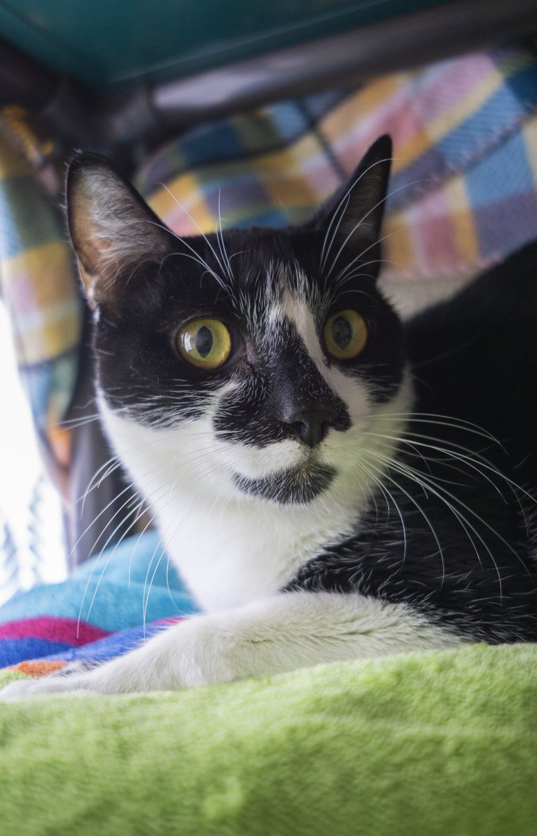 Surely you knew that Rancho Coastal Humane Society is open late, until 6:00, every Thursday in August!