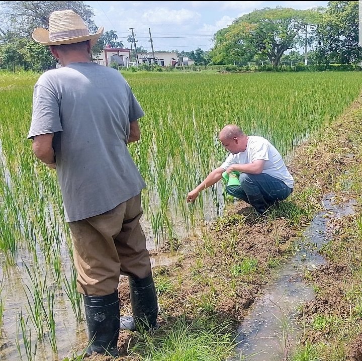 🌾 Desde #Matanzas, el #extensionista Joaquín Izaguirre nos comparte sobre la evaluación fitosanitaria y buenas prácticas en el cultivo de #arroz. Visitamos la finca de Omar Pérez, donde se cultiva IACuba 41. Enfoque en manejo agroecológico y control sostenible. 🌱🤝 #Agricultura