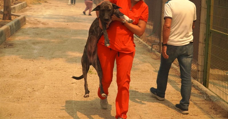IFAWUK's tweet photo. IFAW is rushing aid to local organisations in Turkey to help injured &amp; displaced animals impacted by the deadly wildfires. But we can't do it alone... we need your help. Join our Emergency Appeal today! 

ANP © Depo Photos/ABACA