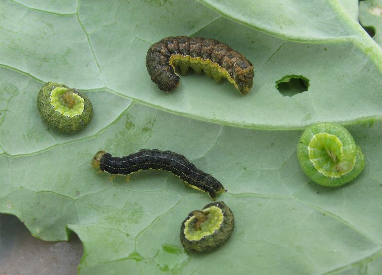 Bertha armyworm hot spots: Some fields in NE Saskatchewan and western Manitoba are hitting spray levels—but are yours? 
Counts can differ a lot, even next door. Check live larvae counts (not ones liquefied by natural pathogens) before making spray decisions.
Learn more in the