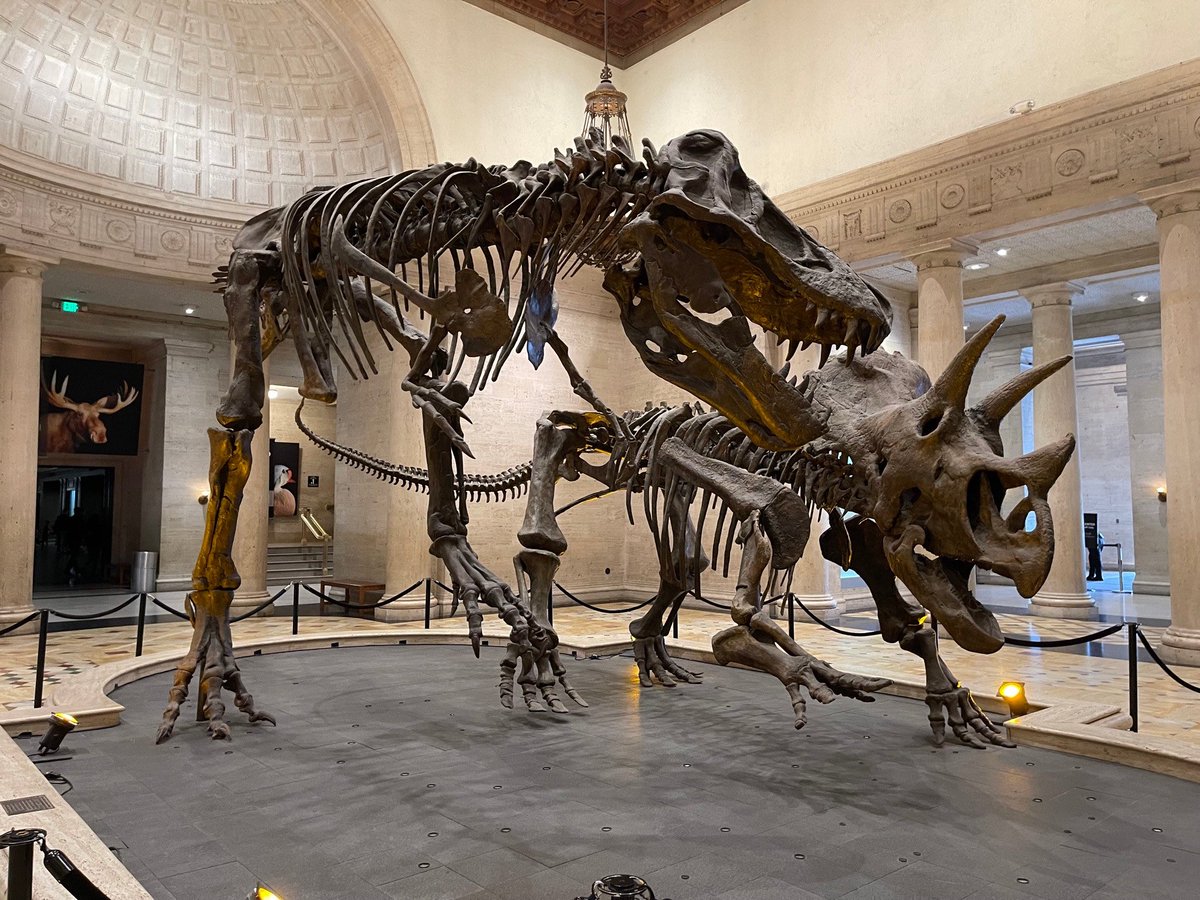 Ever think about how even though dinosaurs are separated from us by impossible amounts of time, they are still so deeply loved? We erect monuments to their history, we dedicate lives to their own, our children clutch onto stuffed toys made in their image. I think about it a lot.