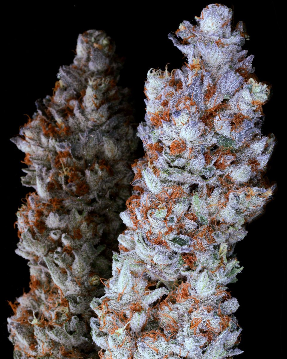 Deeply Rooted Seed Bank (@deeplyrootedsb) on Twitter photo Stinky Pink (F1) feminized seeds
(Cherry Pie x Romulan)
Available tomorrow Friday Aug 15th
⬇️⬇️⬇️⬇️⬇️⬇️⬇️⬇️⬇️⬇️⬇️⬇️
DEEPLYROOTEDSEEDBANK.COM
🧬🌱📸 by <a href="/RomulanJake/">Romulan Genetics</a> Stinky Pink (F1) feminized seeds
(Cherry Pie x Romulan)
Available tomorrow Friday Aug 15th
⬇️⬇️⬇️⬇️⬇️⬇️⬇️⬇️⬇️⬇️⬇️⬇️
DEEPLYROOTEDSEEDBANK.COM
🧬🌱📸 by <a href="/RomulanJake/">Romulan Genetics</a>