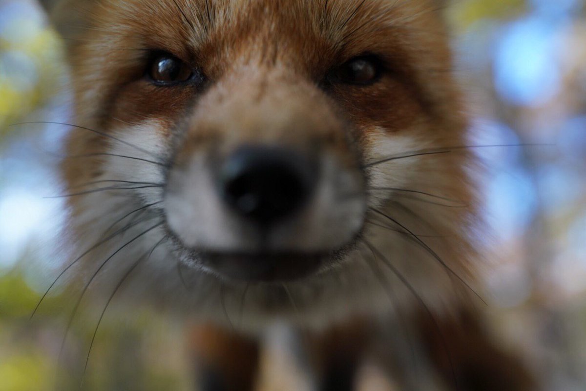 [🔗](api.tinyfox.dev/hourly/HourlyF…)