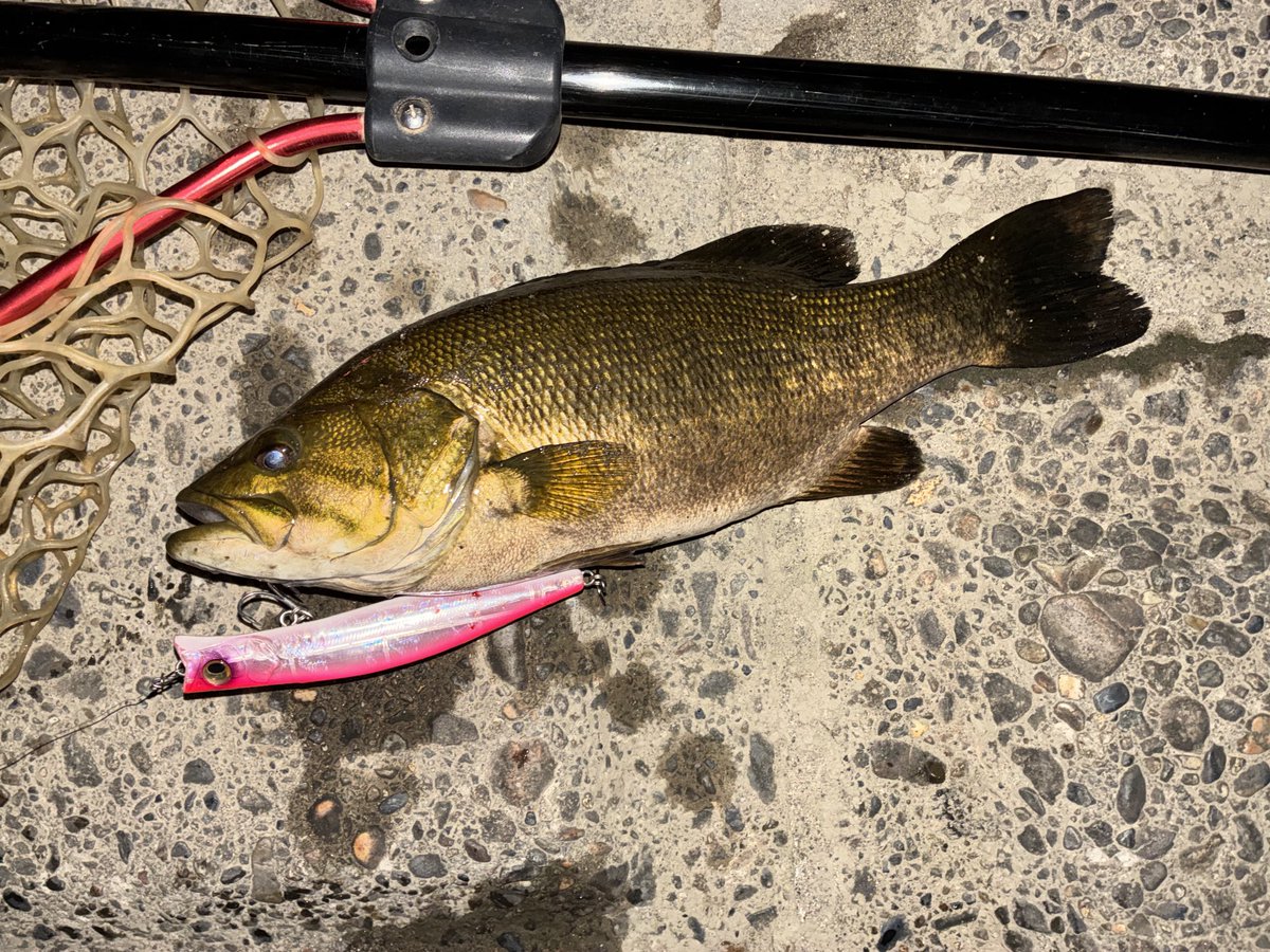 今年初スモール