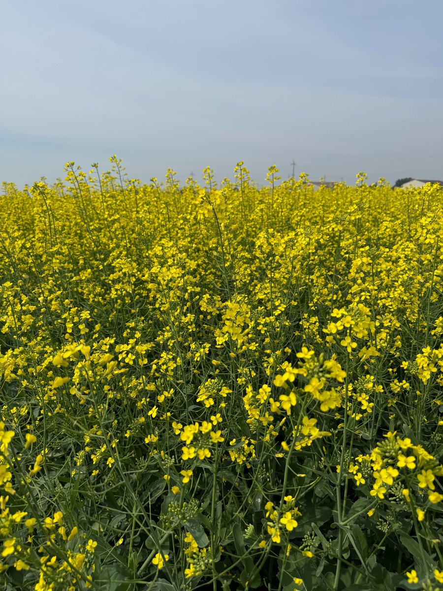 On-Farm Research: Optimizing Nitrogen Rates in Canola. Are current N rates in Manitoba canola production hitting the sweet spot for maximum yield and nitrogen efficiency?
Trial Objective:
Evaluate reduced (75%), normal (100%), and high (125%) nitrogen rates to better understand