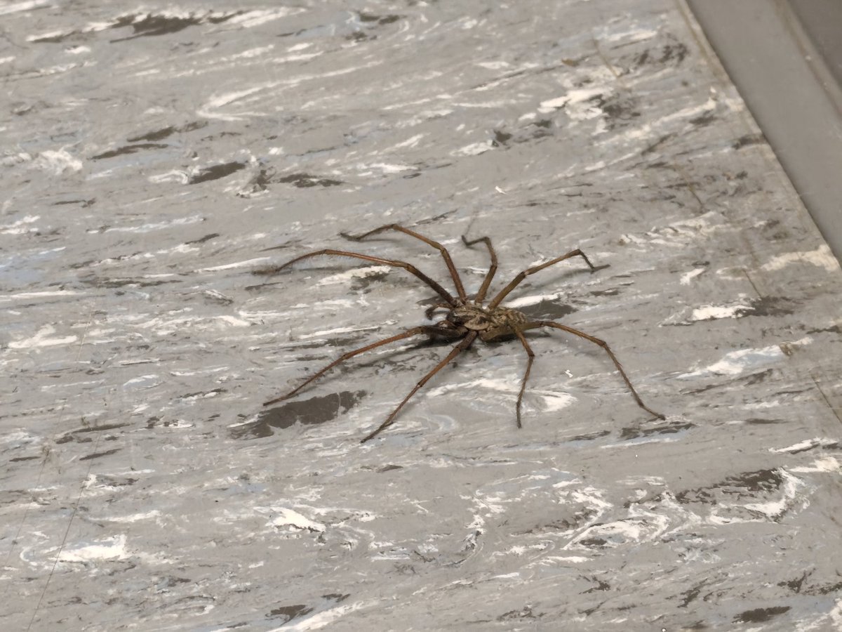 Scusi il disturbo <a href="/Nicola_Bressi/">Nicola Bressi</a>, questo signore di 5-6 cm (zampe incluse ovviamente) continua a passeggiare nel corridoio fuori dai nostri uffici (Germania occidentale)... Di cosa si tratta? Grazie per la sua competenza.